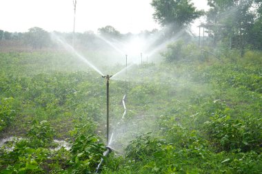 Fıskiyeler, otomatik sulama sistemi çiftlikte sulanıyor, Maharashtra, Hindistan.