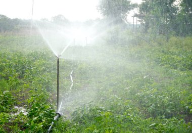 Fıskiyeler, otomatik sulama sistemi çiftlikte sulanıyor, Maharashtra, Hindistan.