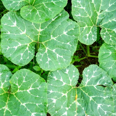 Taze yeşil yaprak arka plan, soyut doğal arkaplan, yaprakların doğal güzelliği..