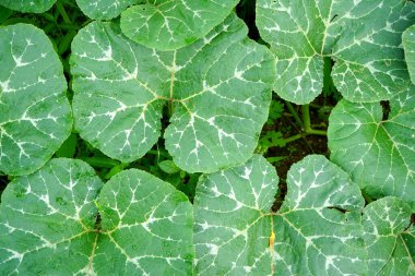 Taze yeşil yaprak arka plan, soyut doğal arkaplan, yaprakların doğal güzelliği..