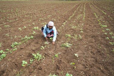 CHIKHALDARA, MAHARASHTRA, INDIA 29 HAZİRAN 2020: Pamuk tarlasında çalışan tanımlanamayan Hintli çiftçi, Hintli bir tarım sahnesi.