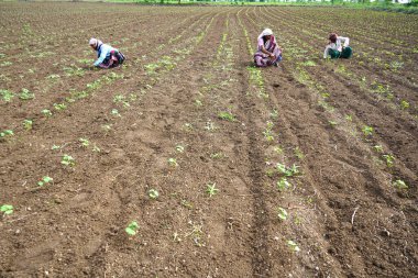 CHIKHALDARA, MAHARASHTRA, INDIA 29 HAZİRAN 2020: Pamuk tarlasında çalışan tanımlanamayan Hintli çiftçi, Hintli bir tarım sahnesi.