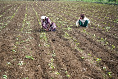 CHIKHALDARA, MAHARASHTRA, INDIA 29 HAZİRAN 2020: Pamuk tarlasında çalışan tanımlanamayan Hintli çiftçi, Hintli bir tarım sahnesi.