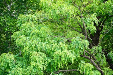 Yeşil Dağ Ormanı, Yeşil Ağaç Ormanı.