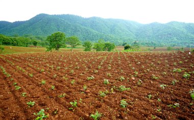 Hindistan 'da pamuk tarlası yetiştirme sırası.