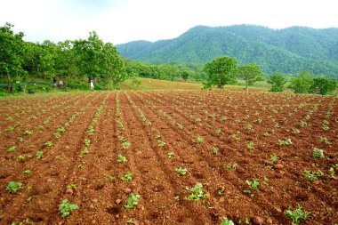 Hindistan 'da pamuk tarlası yetiştirme sırası.