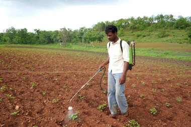 CHIKHALDARA, MAHARASHTRA, INDIA 29 HAZİRAN 2020: Kimliği belirsiz Hintli çiftçi pamuk tarlasında böcek ilacı püskürtüyor, Hintli bir tarım sahnesi.