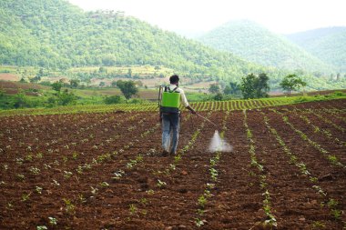 CHIKHALDARA, MAHARASHTRA, INDIA 29 HAZİRAN 2020: Kimliği belirsiz Hintli çiftçi pamuk tarlasında böcek ilacı püskürtüyor, Hintli bir tarım sahnesi.