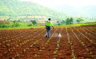 CHIKHALDARA, MAHARASHTRA, INDIA 29 HAZİRAN 2020: Pamuk tarlasında çalışan tanımlanamayan Hintli çiftçi, Hintli bir tarım sahnesi.