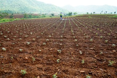 CHIKHALDARA, MAHARASHTRA, INDIA 29 HAZİRAN 2020: Kimliği belirsiz Hintli çiftçi pamuk tarlasında böcek ilacı püskürtüyor, Hintli bir tarım sahnesi.