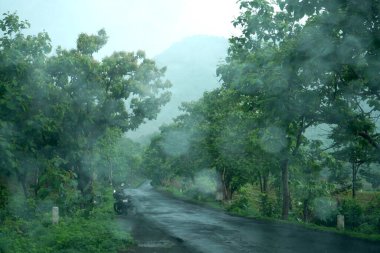 Yeşil Dağ Ormanı, Yeşil Ağaç Ormanı.