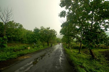 Yeşil Dağ Ormanı, Yeşil Ağaç Ormanı.