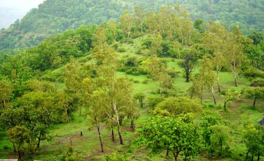 Yeşil Dağ Ormanı, Yeşil Ağaç Ormanı.