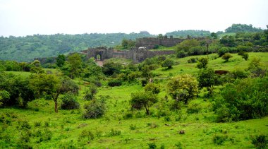 Yeşil Dağ Ormanı, Yeşil Ağaç Ormanı.