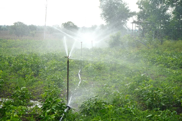 Sprinklers Automatic Sprinkler Irrigation System Watering Farm Maharashtra India — Stock Photo, Image