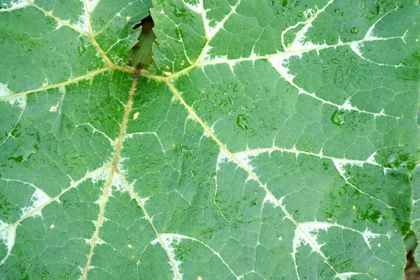 Fondo Hoja Verde Fresca Fondo Natural Abstracto Belleza Natural Las — Foto de Stock