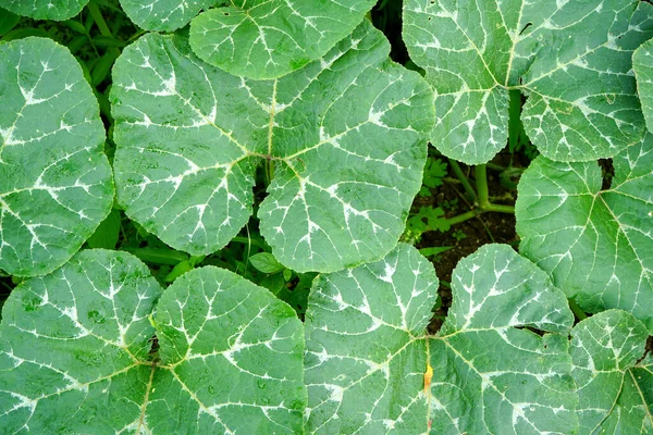 Čerstvé Zelené Listy Pozadí Abstraktní Přírodní Pozadí Přírodní Krása Listů — Stock fotografie