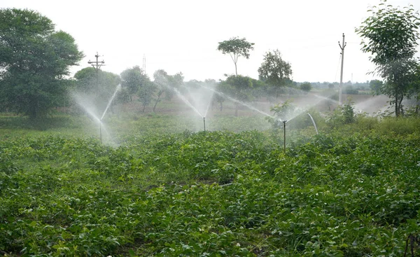Irrigatori Irrigazione Automatica Del Sistema Irrigatore Azienda Maharashtra India — Foto Stock