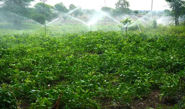 Sprinklers Αυτόματο Σύστημα Ποτίσματος Sprinkler Στο Αγρόκτημα Maharashtra Ινδία — Φωτογραφία Αρχείου