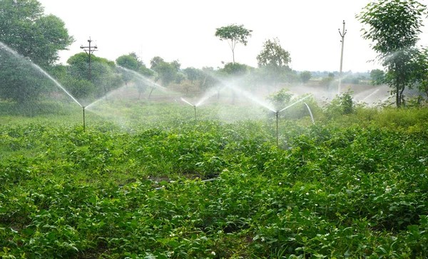 Aspersores Sistema Automático Riego Por Aspersión Riego Granja Maharashtra India —  Fotos de Stock