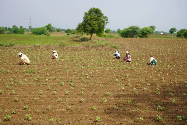 Chikhaldara マハラシュトラ州 インド2020年6月29日 綿畑で働く未確認のインド人農家 インドの農業現場 — ストック写真