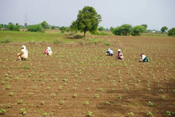 Chikhaldara マハラシュトラ州 インド2020年6月29日 綿畑で働く未確認のインド人農家 インドの農業現場 — ストック写真