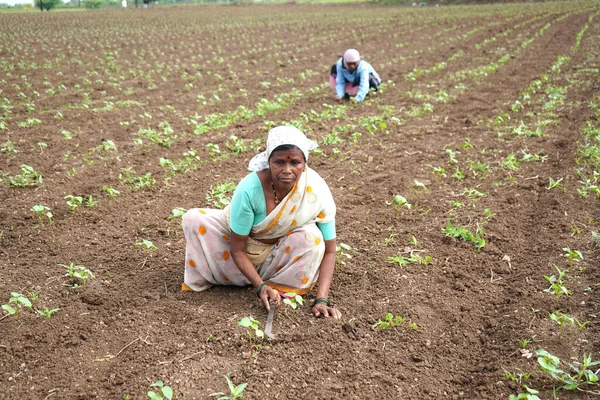 Chikhaldara マハラシュトラ州 インド2020年6月29日 綿畑で働く未確認のインド人農家 インドの農業現場 — ストック写真