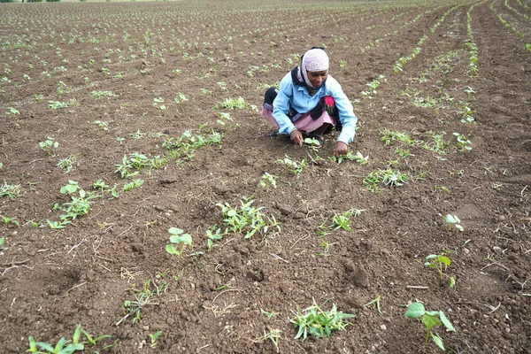 Chikhaldara Maharashtra India June 2020 Unidentified Indian Farmer Working Cotton — Stock Photo, Image
