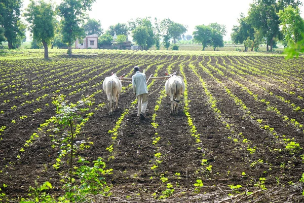 CHIKHALDARA, MAHARASHTRA, INDIA 29 HAZİRAN 2020: Pamuk tarlasında çalışan tanımlanamayan Hintli çiftçi, Hintli bir tarım sahnesi.