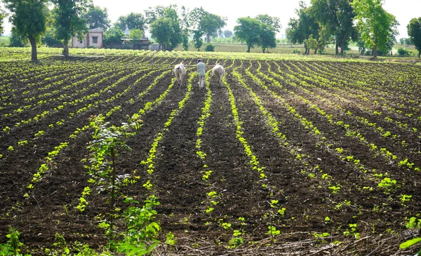 Chikhaldara Maharashtra India Czerwca 2020 Niezidentyfikowany Indyjski Rolnik Pracujący Polu — Zdjęcie stockowe
