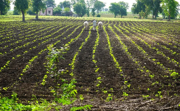 Chikhaldara Maharashtra India June 2020 확인되지 농부가 농장에서 일하는 — 스톡 사진