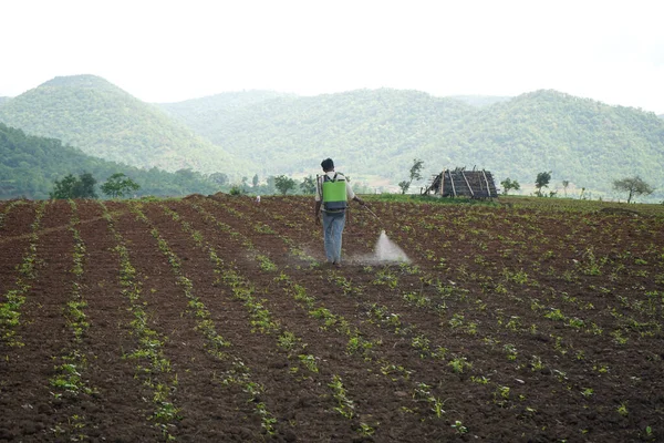 Chikhaldara Maharashtra India June 2020 확인되지 농부가 농장에서 살충제를 살포하는 — 스톡 사진