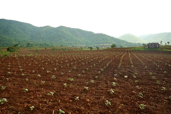 Fila Cultivo Campo Algodão Índia — Fotografia de Stock