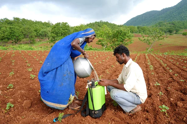 CHIKHALDARA, MAHARASHTRA, INDIA 29 HAZİRAN 2020: Kimliği belirsiz Hintli çiftçi pamuk tarlasında böcek ilacı püskürtüyor, Hintli bir tarım sahnesi.