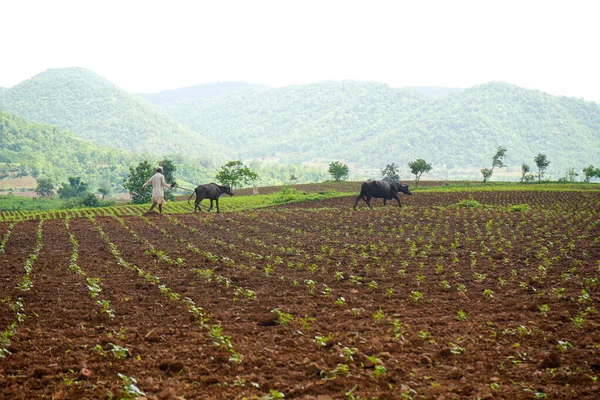Chikhaldara Maharashtra Indien Juni 2020 Unbekannter Indischer Bauer Der Der — Stockfoto