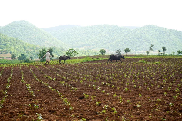 CHIKHALDARA, MAHARASHTRA, INDIA 29 HAZİRAN 2020: Pamuk tarlasında çalışan tanımlanamayan Hintli çiftçi, Hintli bir tarım sahnesi.