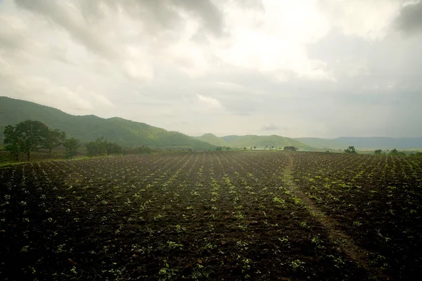 Bauernlandschaft Indisches Sojabohnenfeld — Stockfoto