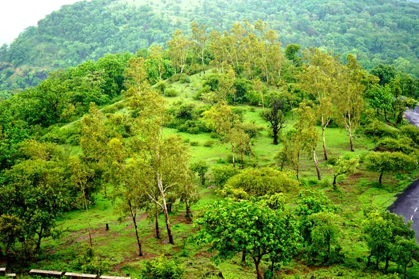Floresta Montanha Verde Floresta Árvore Verde Fundo — Fotografia de Stock