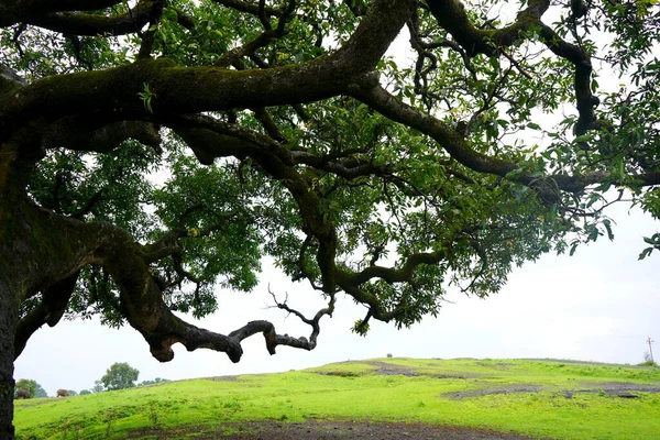 Big Mango Tree Park — Stock Photo, Image