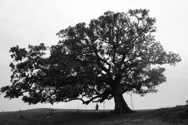 Frau Unter Dem Großen Mangobaum Und Die Natur Genießen — Stockfoto