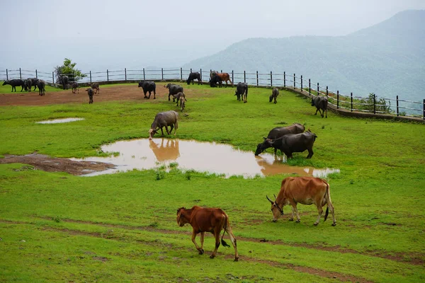 Cows Buffalo Grazing Green Meadow — Stock Photo, Image