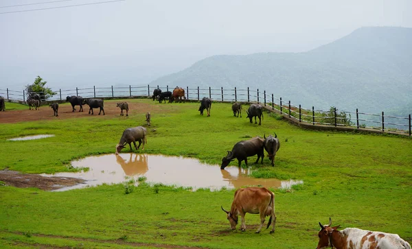 Cows Buffalo Grazing Green Meadow — Stock Photo, Image