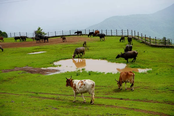 Vacas Búfalos Estão Pastando Prado Verde — Fotografia de Stock