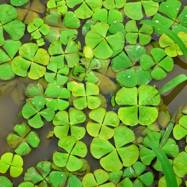 Waterlelie Bladeren Het Wateroppervlak Natuurlijke Achtergrond — Stockfoto