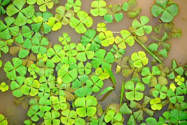 Waterlelie Bladeren Het Wateroppervlak Natuurlijke Achtergrond — Stockfoto