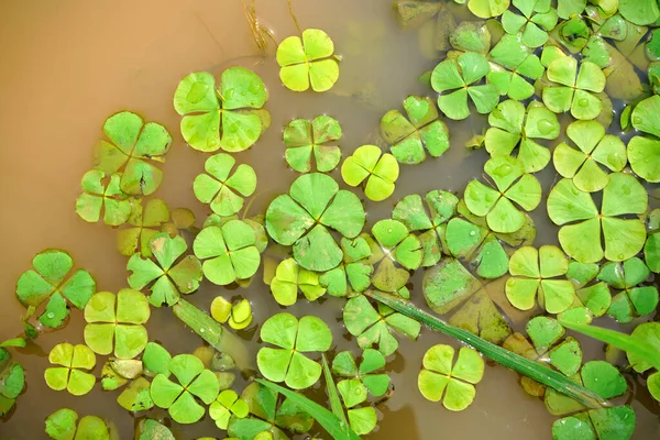 Waterlelie Bladeren Het Wateroppervlak Natuurlijke Achtergrond — Stockfoto