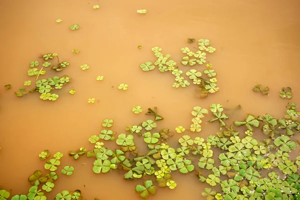 Waterlelie Bladeren Het Wateroppervlak Natuurlijke Achtergrond — Stockfoto