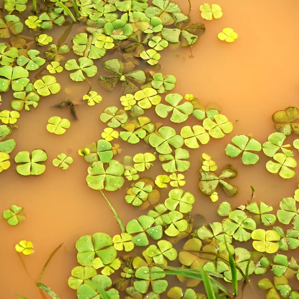 Waterlelie Bladeren Het Wateroppervlak Natuurlijke Achtergrond — Stockfoto