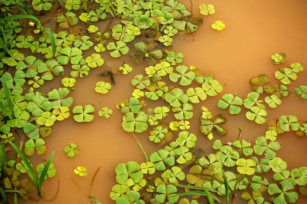 Waterlelie Bladeren Het Wateroppervlak Natuurlijke Achtergrond — Stockfoto