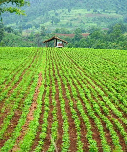 Paisaje Agrícola Campo Indio Cultivos Soja —  Fotos de Stock